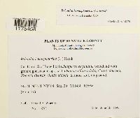 Reboulia hemisphaerica image