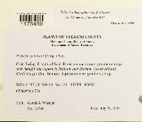 Reboulia hemisphaerica image