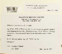 Reboulia hemisphaerica image