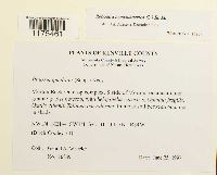 Reboulia hemisphaerica image