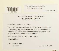 Reboulia hemisphaerica image