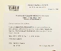 Reboulia hemisphaerica image