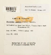 Riccardia latifrons image