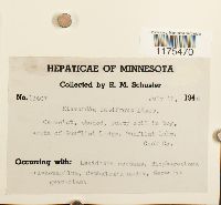 Riccardia latifrons image