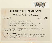 Riccardia latifrons image