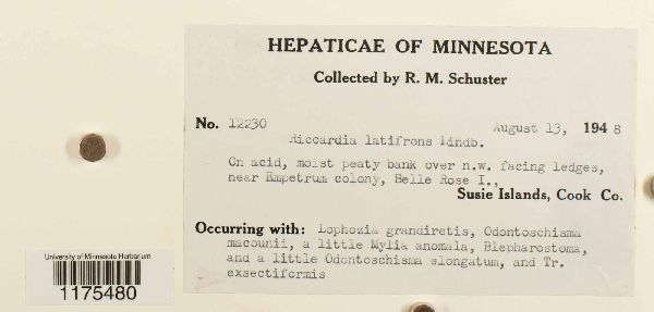 Riccardia latifrons image