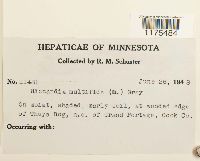 Riccardia multifida image