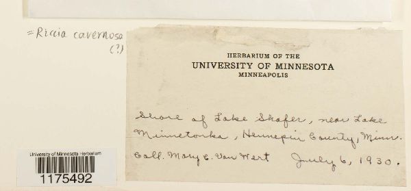 Riccia cavernosa image