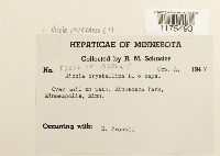 Riccia cavernosa image