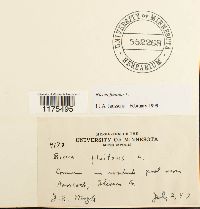 Riccia fluitans image