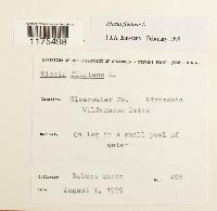 Riccia fluitans image