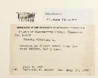 Riccia fluitans image