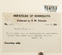 Riccia fluitans image