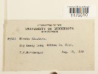 Riccia fluitans image