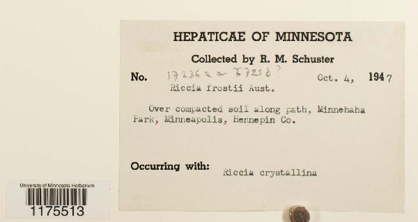 Riccia frostii image