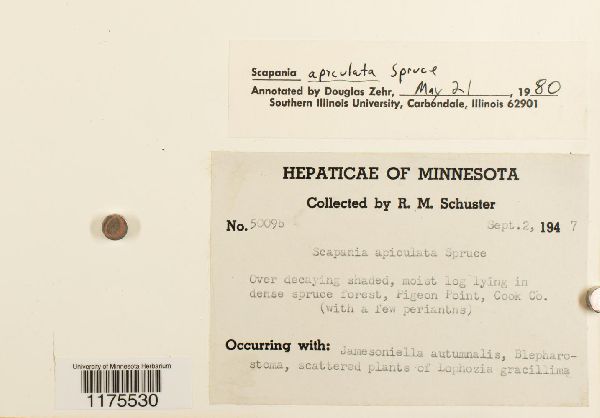 Scapania apiculata image