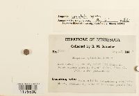 Media resource of Scapania apiculata