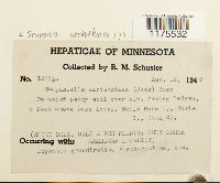 Media resource of Scapania carinthiaca