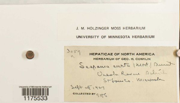 Scapania curta image