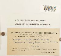 Scapania curta image