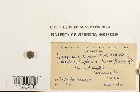 Scapania curta image