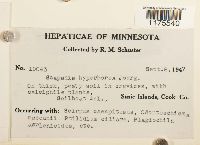 Scapania degenii image