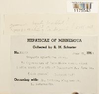 Scapania degenii image