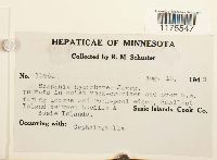 Scapania degenii image