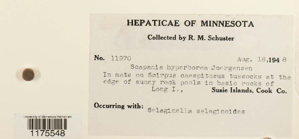 Scapania degenii image