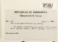 Scapania gymnostomophila image