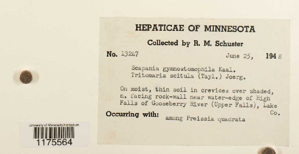 Scapania gymnostomophila image