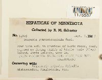 Scapania gymnostomophila image