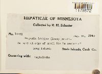 Scapania irrigua image