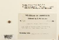 Scapania irrigua image