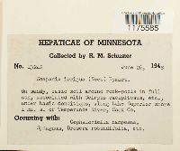 Scapania irrigua image