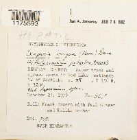 Scapania irrigua image