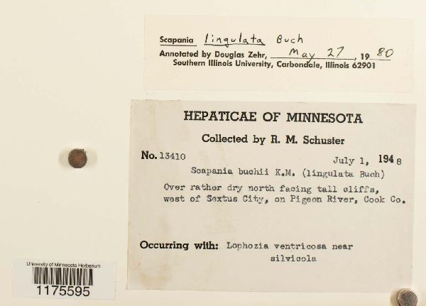 Scapania lingulata image