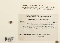 Media resource of Scapania lingulata