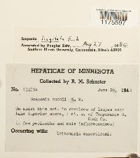 Scapania lingulata image