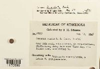 Scapania lingulata image