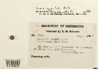 Scapania lingulata image