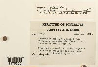 Scapania lingulata image