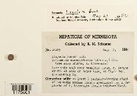 Scapania lingulata image