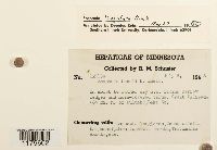 Scapania lingulata image