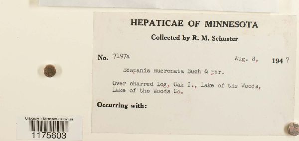 Scapania mucronata image