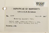 Scapania mucronata image