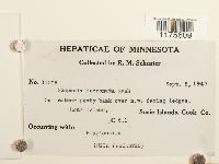 Scapania mucronata image