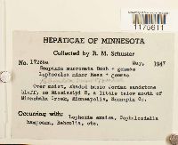 Scapania mucronata image