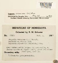 Scapania nemorea image