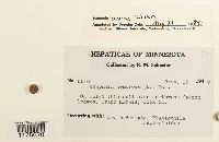 Scapania nemorea image